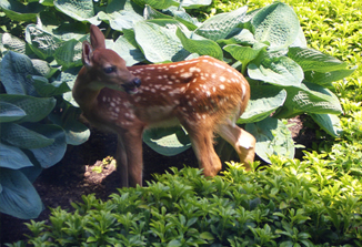 JRA_Stein Residence_Fawn in Hostas